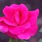 Роза канадская 'Мордэн Сентеньял' /  Morden Centennial